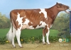 DOSE TAUREAU MINGER P - NFR2931360598 - 1990986