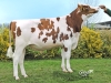 DOSE TAUREAU OTHELLO - NFR2931360914 - 1992887