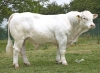 DOSE TAUREAU RIBOUL P - NFR2931720128 - 38A0039