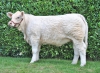 DOSE TAUREAU RIBOUL P - NFR2931720128 - 38A0039