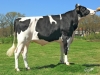 DOSE TAUREAU HYPSOS - NFR2932723061 - 6683769