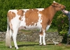 DOSE TAUREAU MODUS - NFR2932773940 - 1990970
