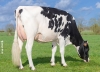 DOSE TAUREAU JEWALD - NFR2933592318 - 6688319