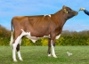 DOSE TAUREAU URANNOUS P - NFR2935886609 - 19A2867