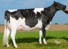 DOSE TAUREAU JOEDIX - NFR2938284151 - 6688320