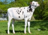 DOSE TAUREAU SOANY - NFR2939813197 - 66A0209