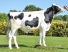 DOSE TAUREAU ROCKLAND - NFR2940135412 - 6696552