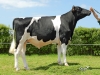 DOSE TAUREAU INTIMUS - NFR2940261681 - 6686595