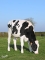 DOSE TAUREAU NEMON - NFR2940934607 - 6692803