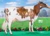DOSE TAUREAU NUTELLA - NFR2941422952 - 1993016