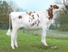 DOSE TAUREAU SORWAY P - NFR2941423238 - 19A0079