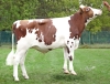 DOSE TAUREAU TOUVIEN - NFR2941423308 - 19A1003