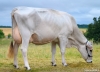 DOSE TAUREAU UNITED - NFR3100524271 - 21A3817