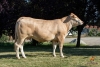 DOSE TAUREAU GALIAX - NFR3211900310 - 7982882