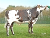 DOSE TAUREAU PUBLIVAL - NFR3511103907 - 5696146