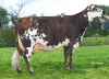 DOSE TAUREAU PUBLIVAL - NFR3511103907 - 5696146