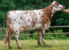 DOSE TAUREAU PUBLIVAL - NFR3511103907 - 5696146