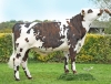 DOSE TAUREAU SOLOVAL - NFR3511104110 - 5698849