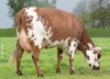 DOSE TAUREAU SOLOVAL - NFR3511104110 - 5698849