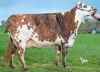 DOSE TAUREAU SOLOVAL - NFR3511104110 - 5698849