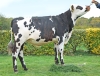 DOSE TAUREAU SURCOUF - NFR3511104146 - 5698850