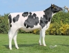 DOSE TAUREAU POULIDOR - NFR3511872727 - 6695400