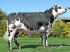 DOSE TAUREAU OSORNO - NFR3513517209 - 5694160