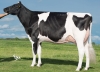 DOSE TAUREAU JENIX - NFR3516149356 - 6688112
