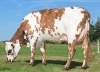 DOSE TAUREAU TROJAN  - NFR3525695286 - 56A1342