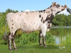 DOSE TAUREAU IGANTO - NFR3531548639 - 5686787