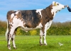 DOSE TAUREAU UMBERTO - NFR3533641613 - 56A3172