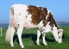 DOSE TAUREAU UMBERTO - NFR3533641613 - 56A3172