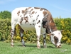 DOSE TAUREAU SESAME - NFR3534934712 - 5698363