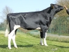DOSE TAUREAU RENNAIS - NFR3536377183 - 6696986