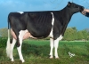 DOSE TAUREAU JETMAN - NFR3538905051 - 6687549