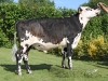 DOSE TAUREAU MEDELLIN - NFR3556493472 - 5691061