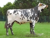 DOSE TAUREAU POGBA - NFR3556493809 - 5694940