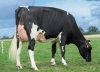 DOSE TAUREAU NORLAND - NFR3558442262 - 6691919