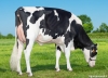 DOSE TAUREAU NORLAND - NFR3558442262 - 6691919