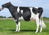 DOSE TAUREAU MOON - NFR3564460144 - 6690771