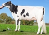 DOSE TAUREAU MOON - NFR3564460144 - 6690771