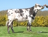 DOSE SEXEE FEM 90 TAUREAU PROCELIAND - XFR3567582643 - 5696149