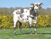 DOSE SEXEE FEM 90 TAUREAU PROCELIAND - XFR3567582643 - 5696149