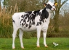 DOSE TAUREAU OGOLF RF - NFR3570623616 - 6694524