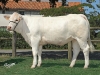 DOSE TAUREAU INDOU SC - NFR3615364745 - 3886952