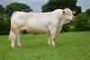 DOSE TAUREAU INDOU SC - NFR3615364745 - 3886952