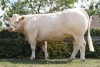 DOSE TAUREAU INDOU SC - NFR3615364745 - 3886952