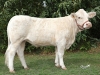 DOSE TAUREAU INDOU SC - NFR3615364745 - 3886952