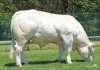 DOSE TAUREAU POKEMON - NFR3615530447 - 3897307