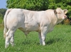 DOSE TAUREAU POKEMON - NFR3615530447 - 3897307